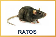 Rato