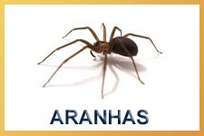 Aranha