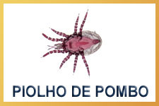 Piolho de Pombo